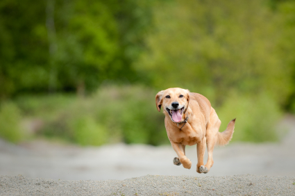 How to Keep Your Dogs from Going Astray