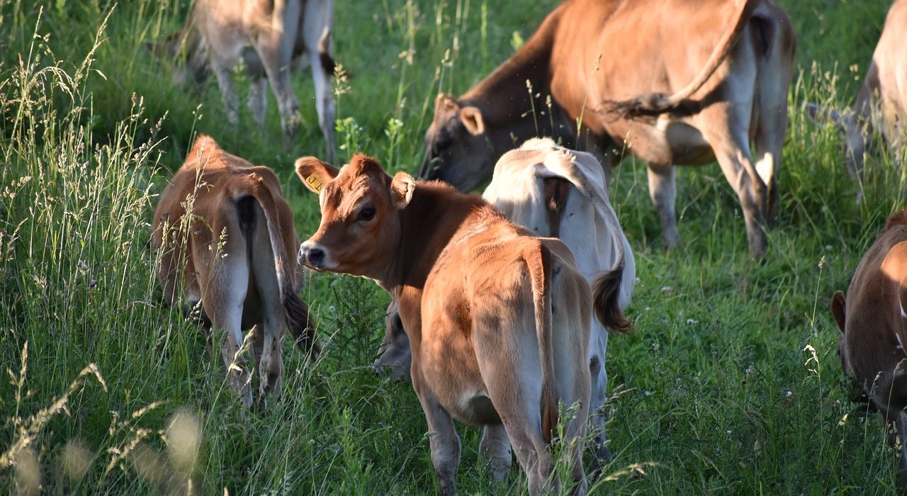 How to take care of your livestock: six easy steps